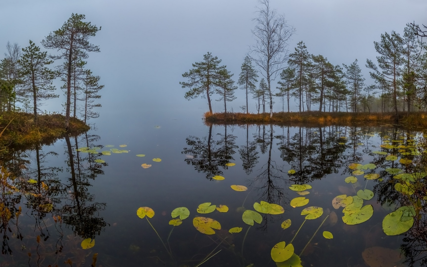 природа туман, озеро, кувшинки