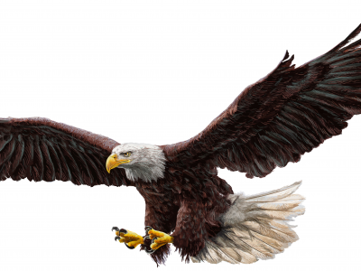 орел, крылья, полет, bald eagle, real