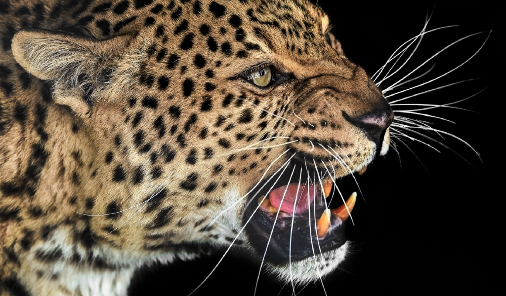 леопард, оскал, клыки, злость, морда, усы
