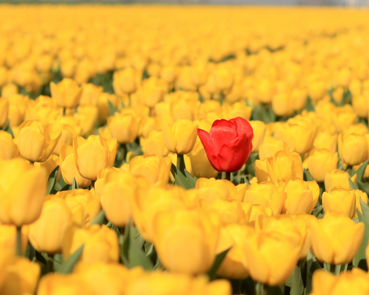 бутоны, тюльпаны, красный тюльпан, жёлтые тюльпаны, много, плантация