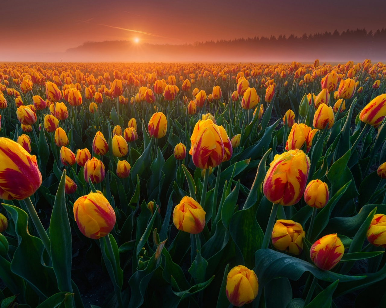 бутоны, рассвет, поле, идерланды, тюльпаны, туман, много, утро