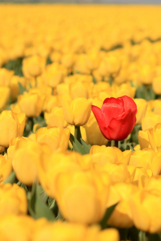 бутоны, тюльпаны, красный тюльпан, жёлтые тюльпаны, много, плантация