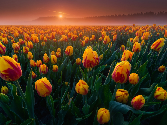 бутоны, рассвет, поле, идерланды, тюльпаны, туман, много, утро