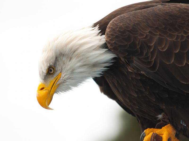 bald eagle, hunting, wildlife, beak, eye