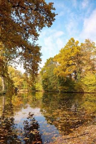 осень, листья, пруд, деревья