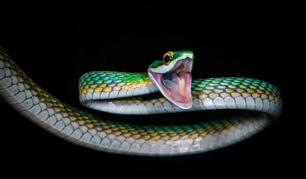 природа, змея