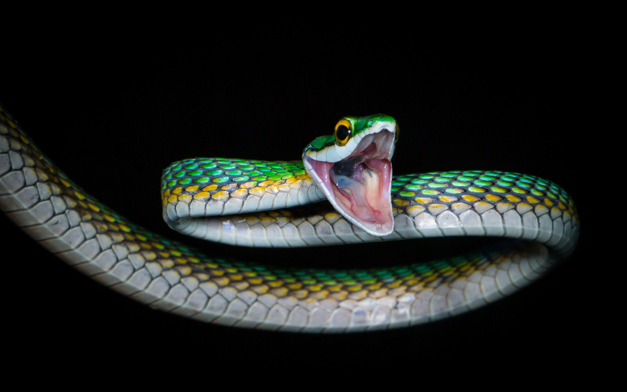 природа, змея