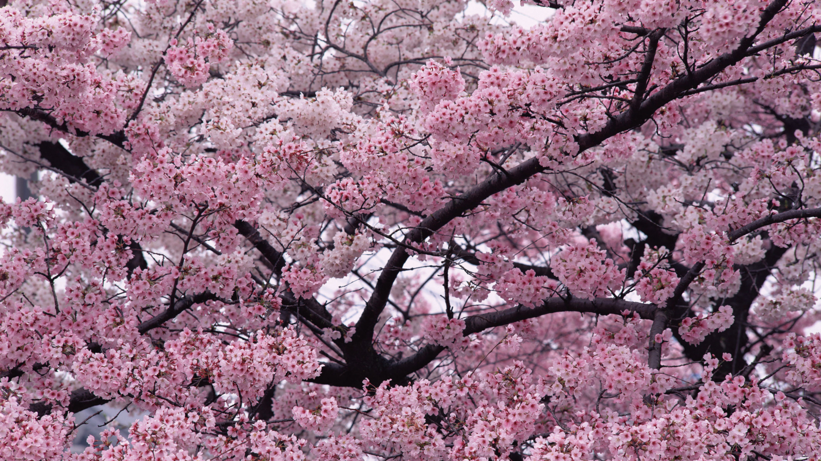природа, весна, дерево, ветки, вишня, сакура