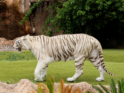тигр, белый