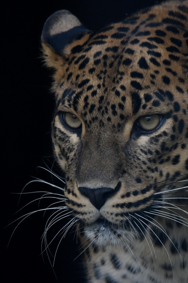 леопард, взгляд