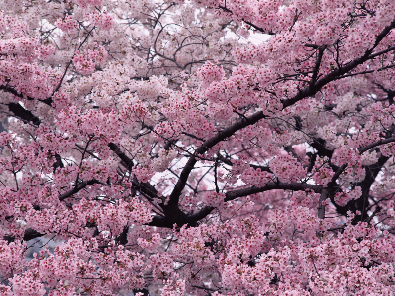 природа, весна, дерево, ветки, вишня, сакура