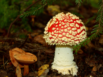 гриб, грибы, лес, моховик, мухомор, осень, природа