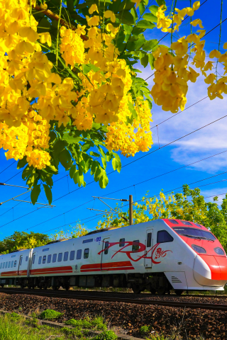 цветы, поезд