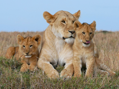 лев, семья, львята, львица, детеныши