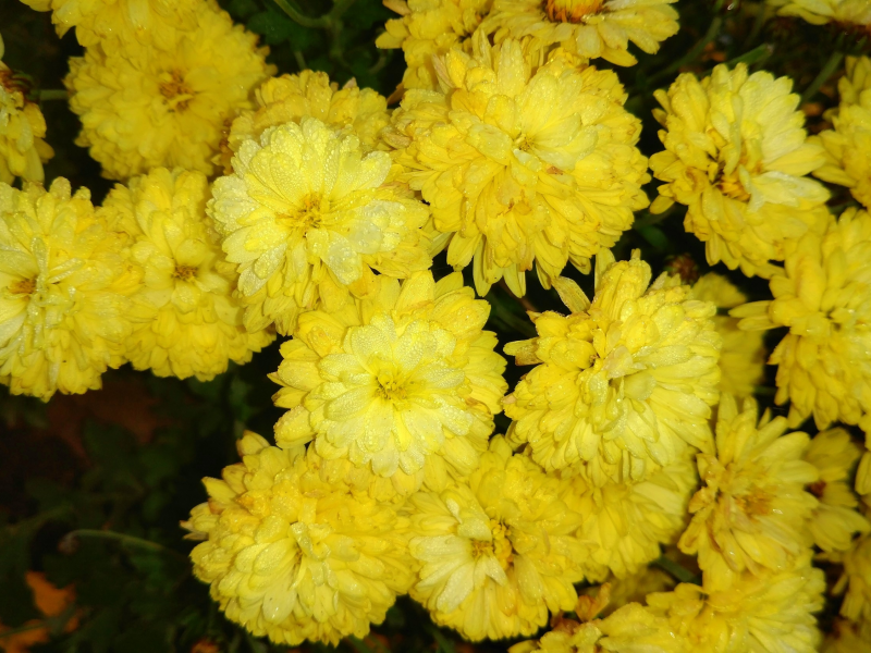 жёлтые, хризантемы
