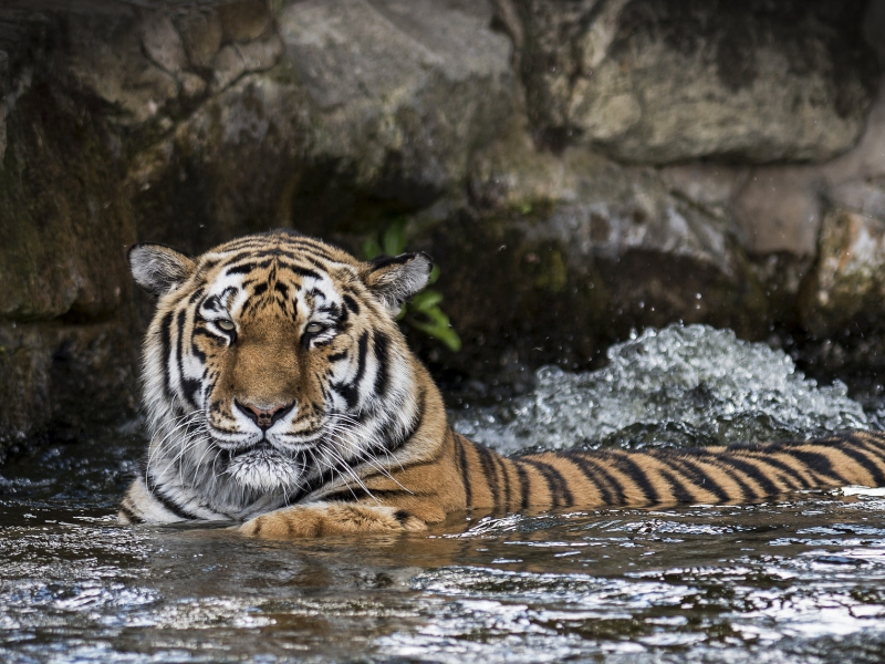 морда, тигр, хищник, купание, дикая кошка, зоопарк, водоём