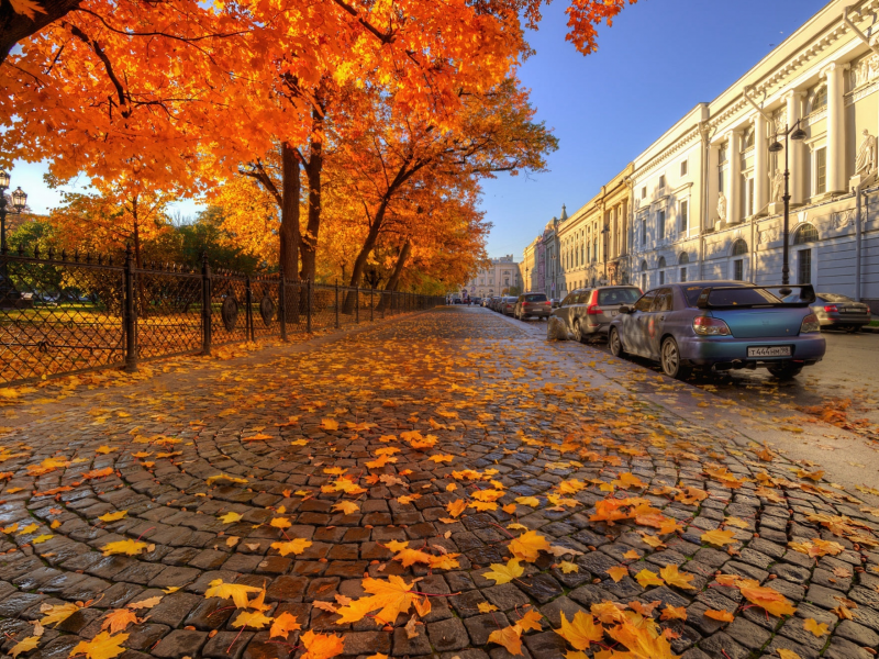 петербург, осень, жёлтые листья, город, красота