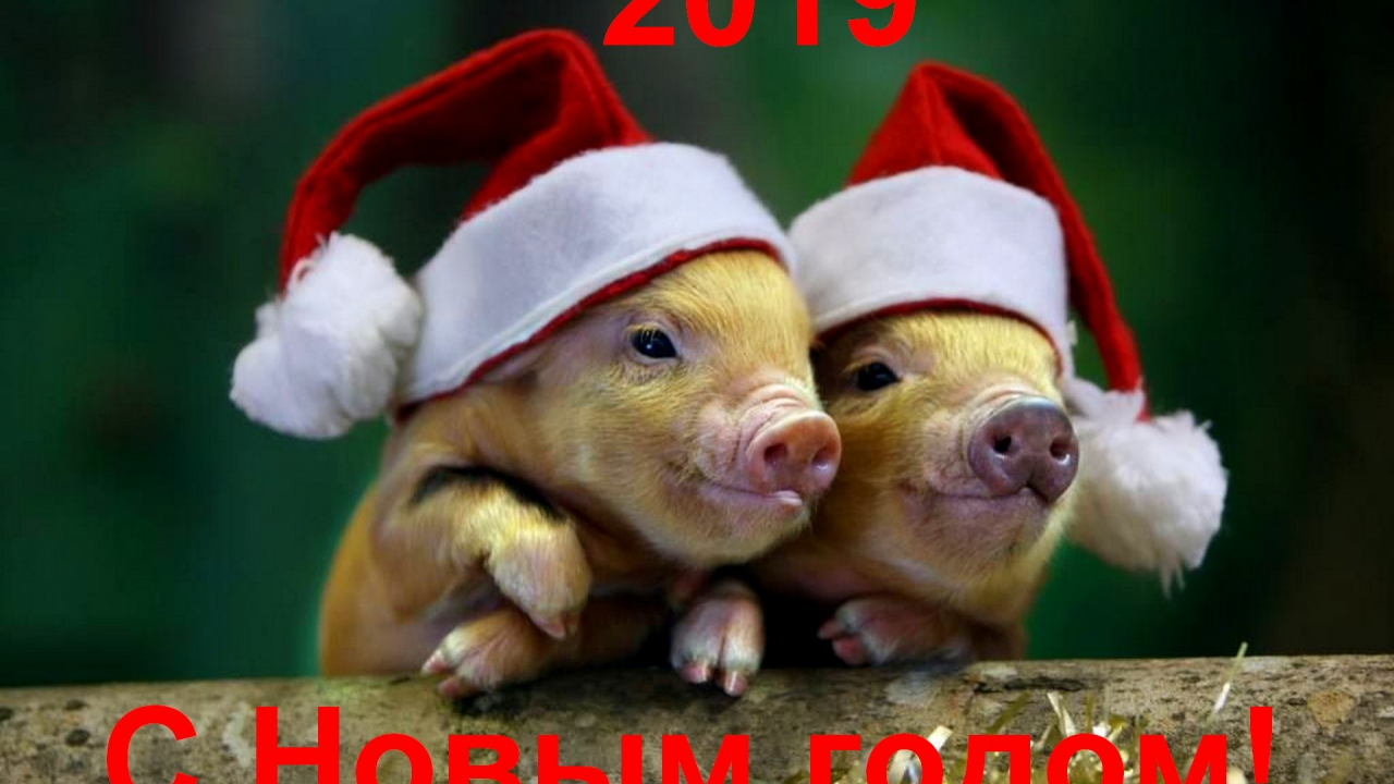 новый год, 2019, свинка