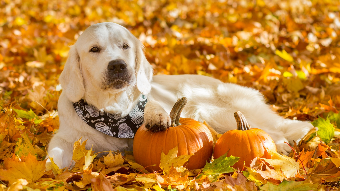 осень, листья, листва, собака, тыквы, бандана