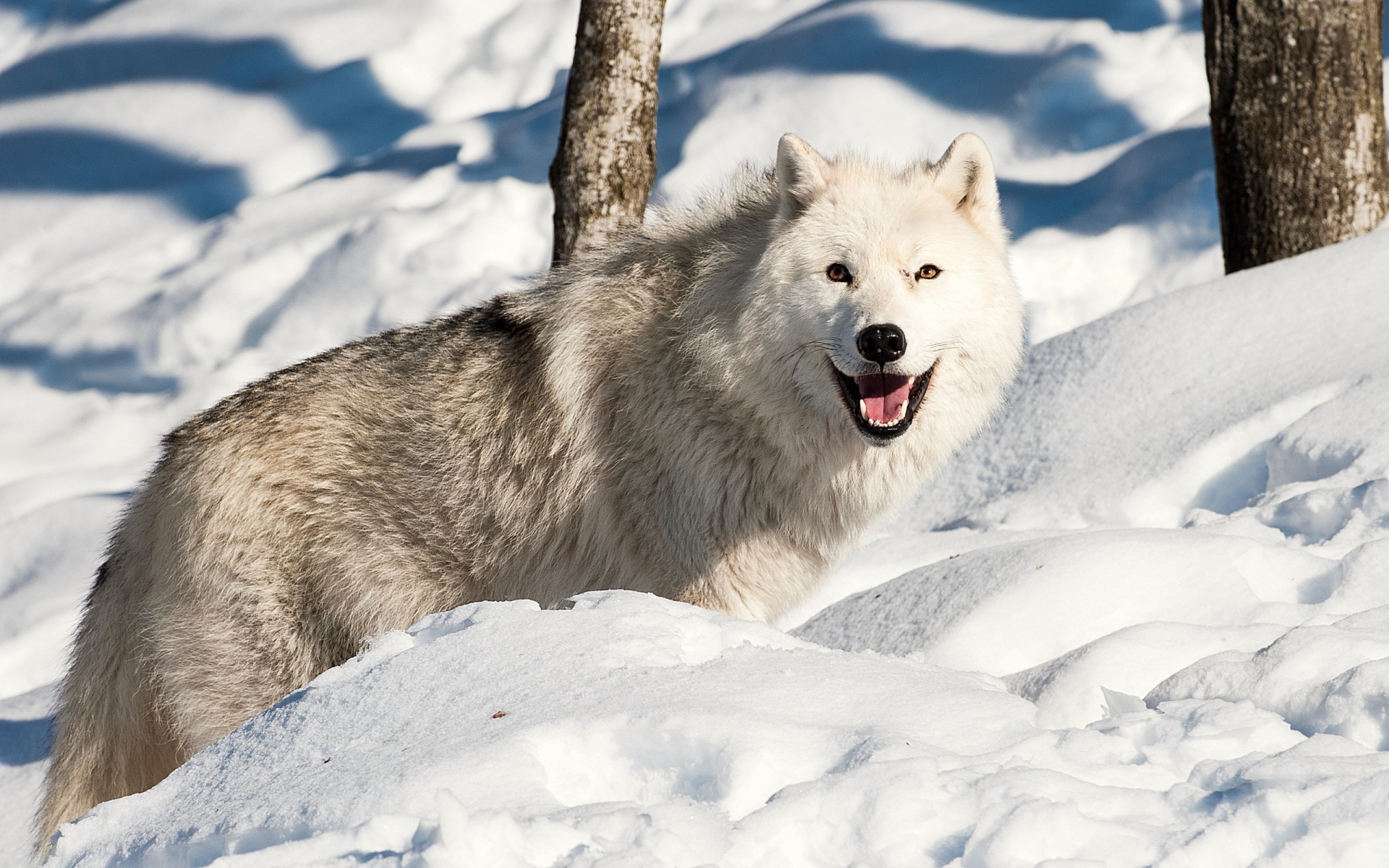 волк, белый, улыбка, зима, лес, глаза