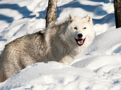 волк, белый, улыбка, зима, лес, глаза