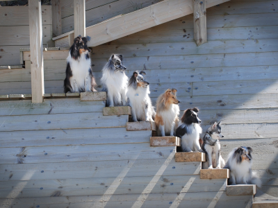 собаки, лестница