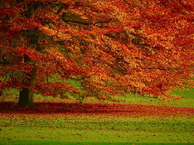 природа, осень, дерево