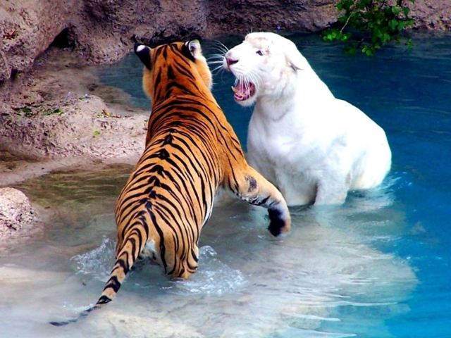 тигры, бассейн