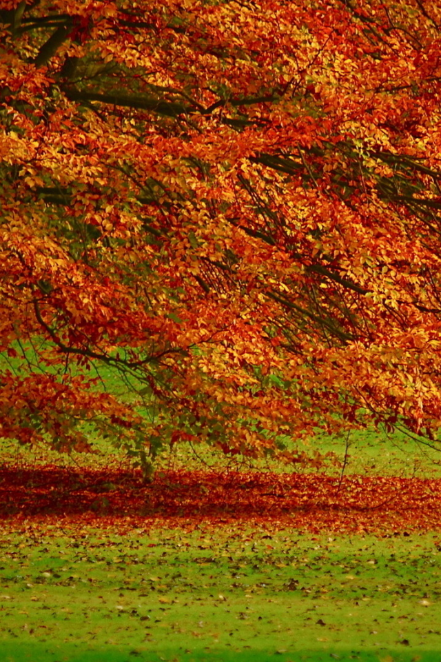 природа, осень, дерево
