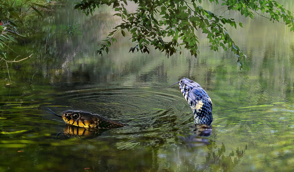 вода, змеи