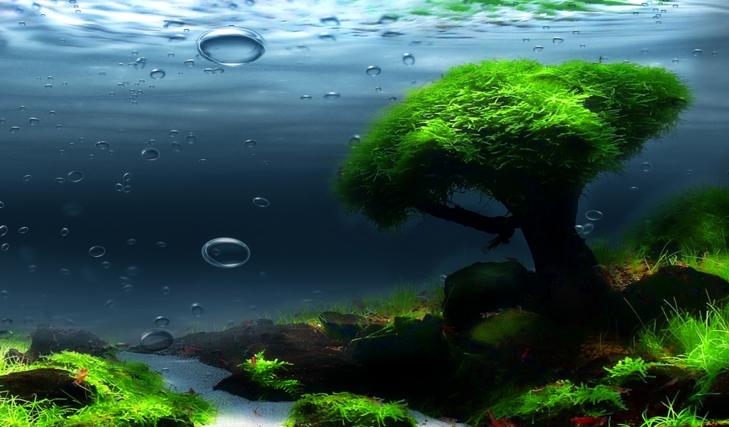 подводный мир, водоросли, вода