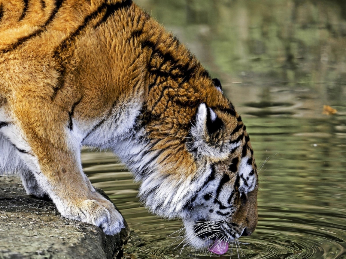 кошка, животные, тигр, вода