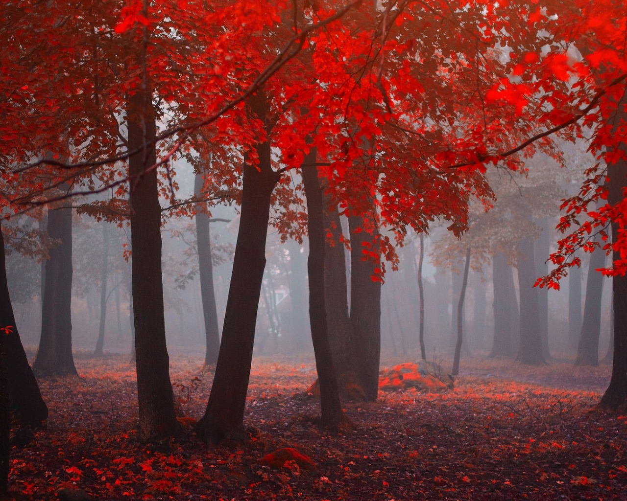 лес, туман, утро, деревья