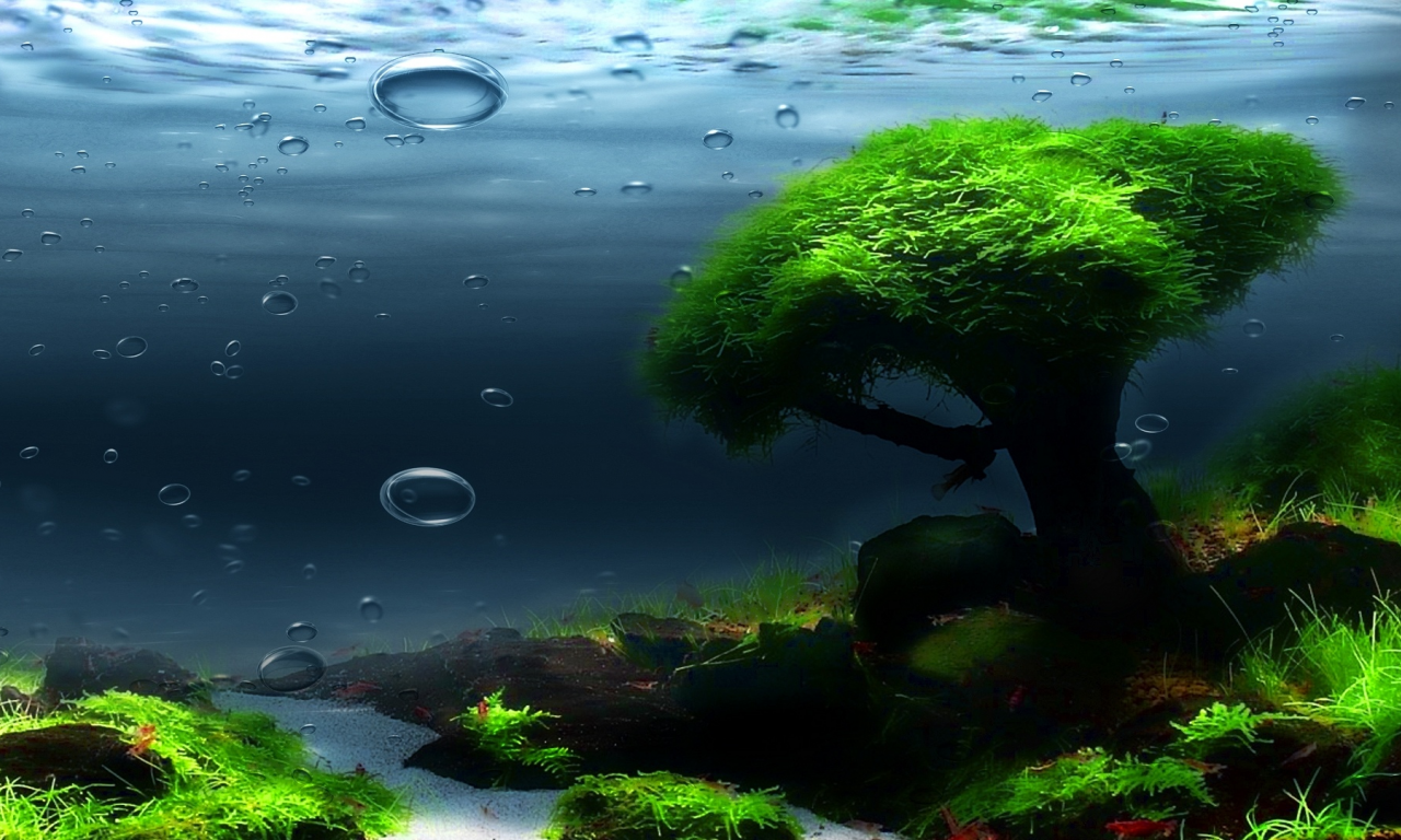 подводный мир, водоросли, вода