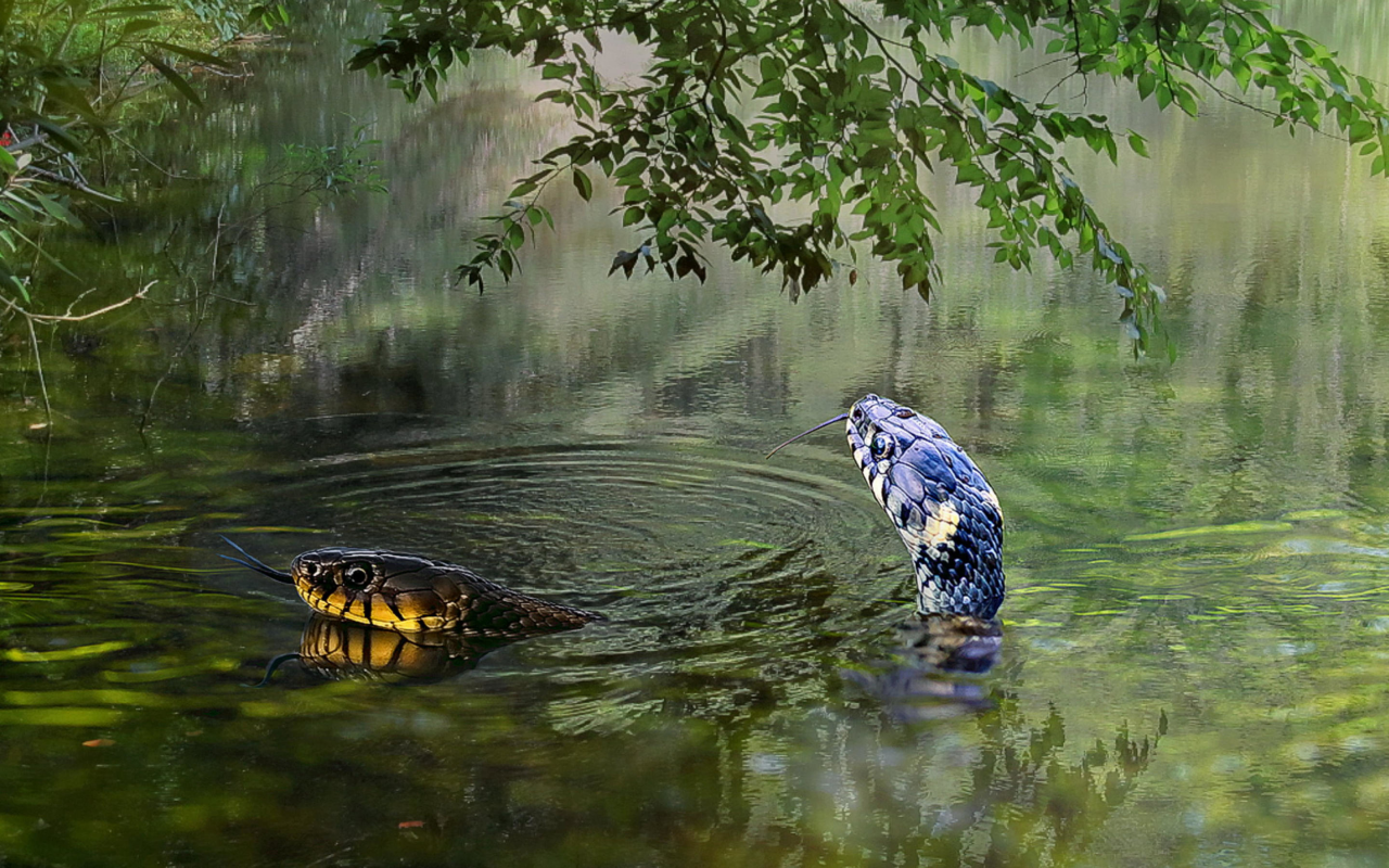 вода, змеи