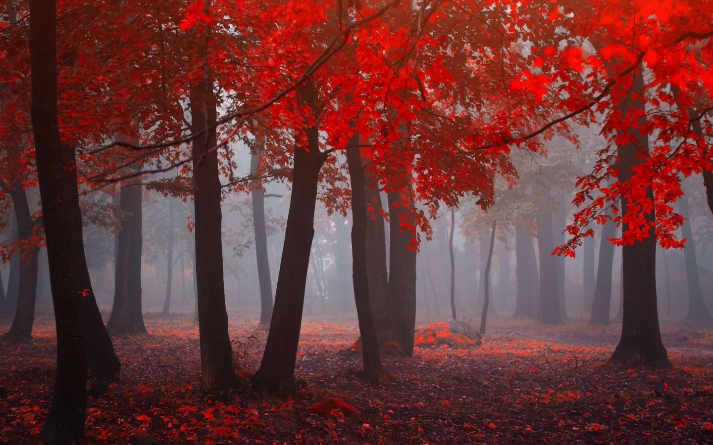 лес, туман, утро, деревья