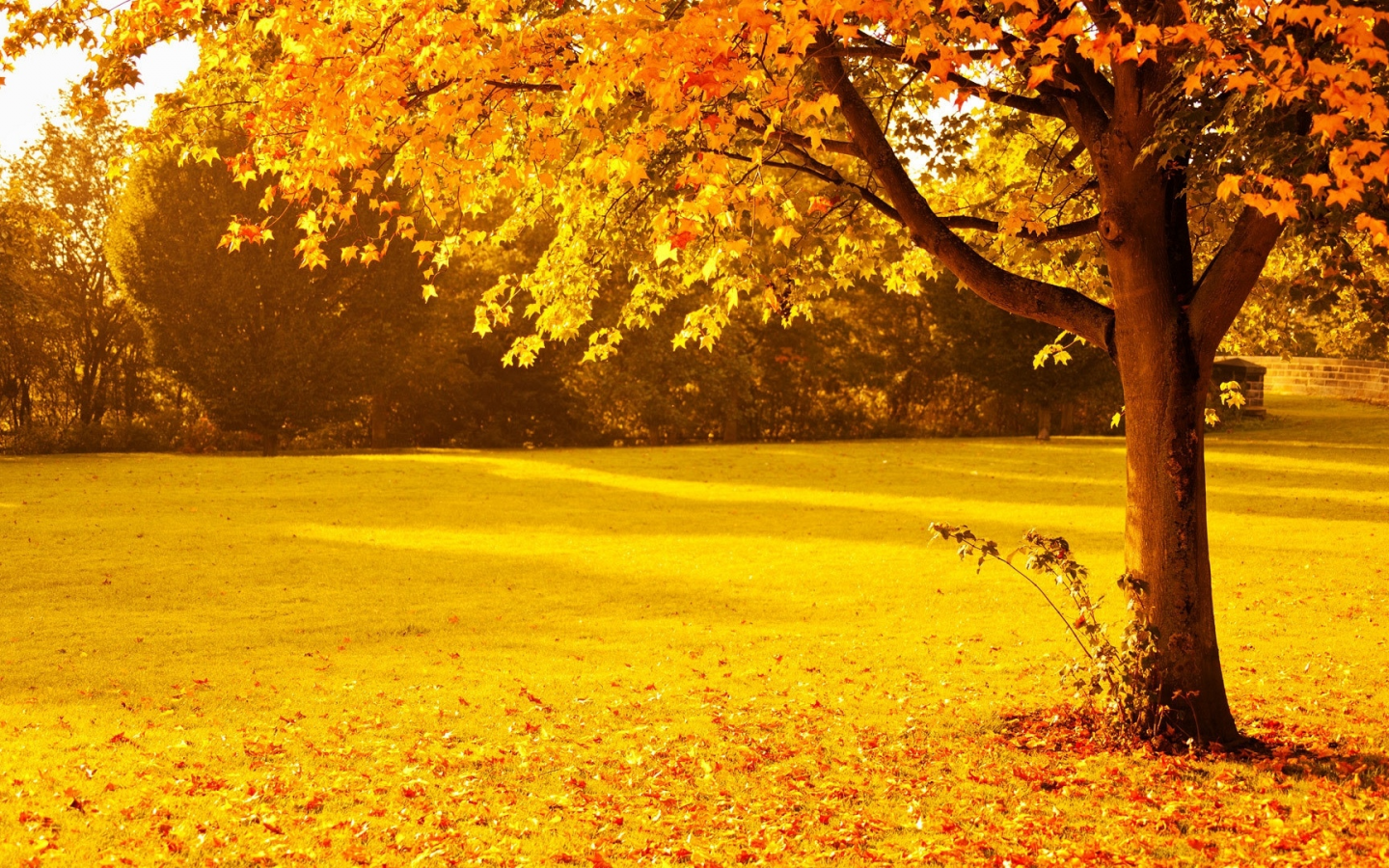 осень, дерево, поляна