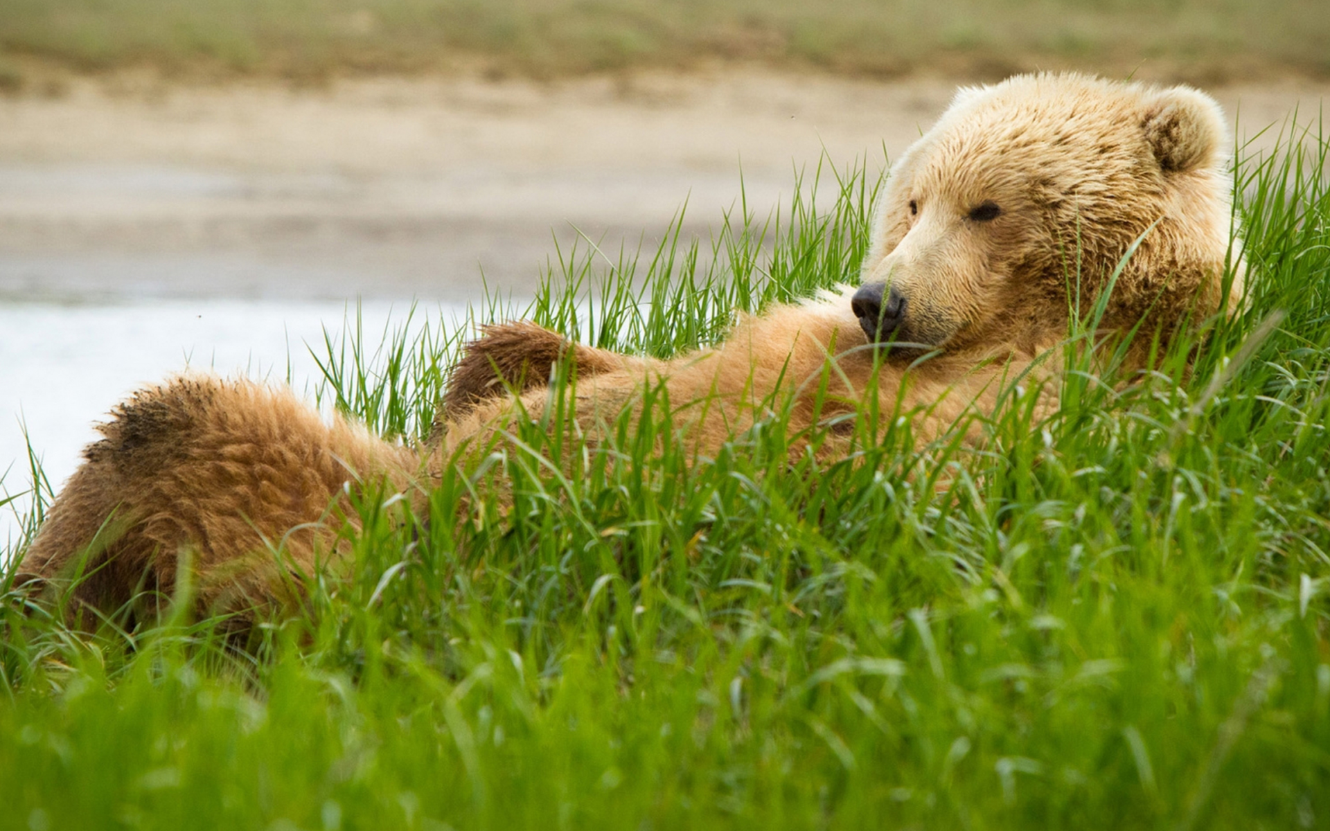 медведь, трава