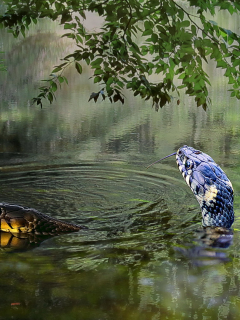 вода, змеи