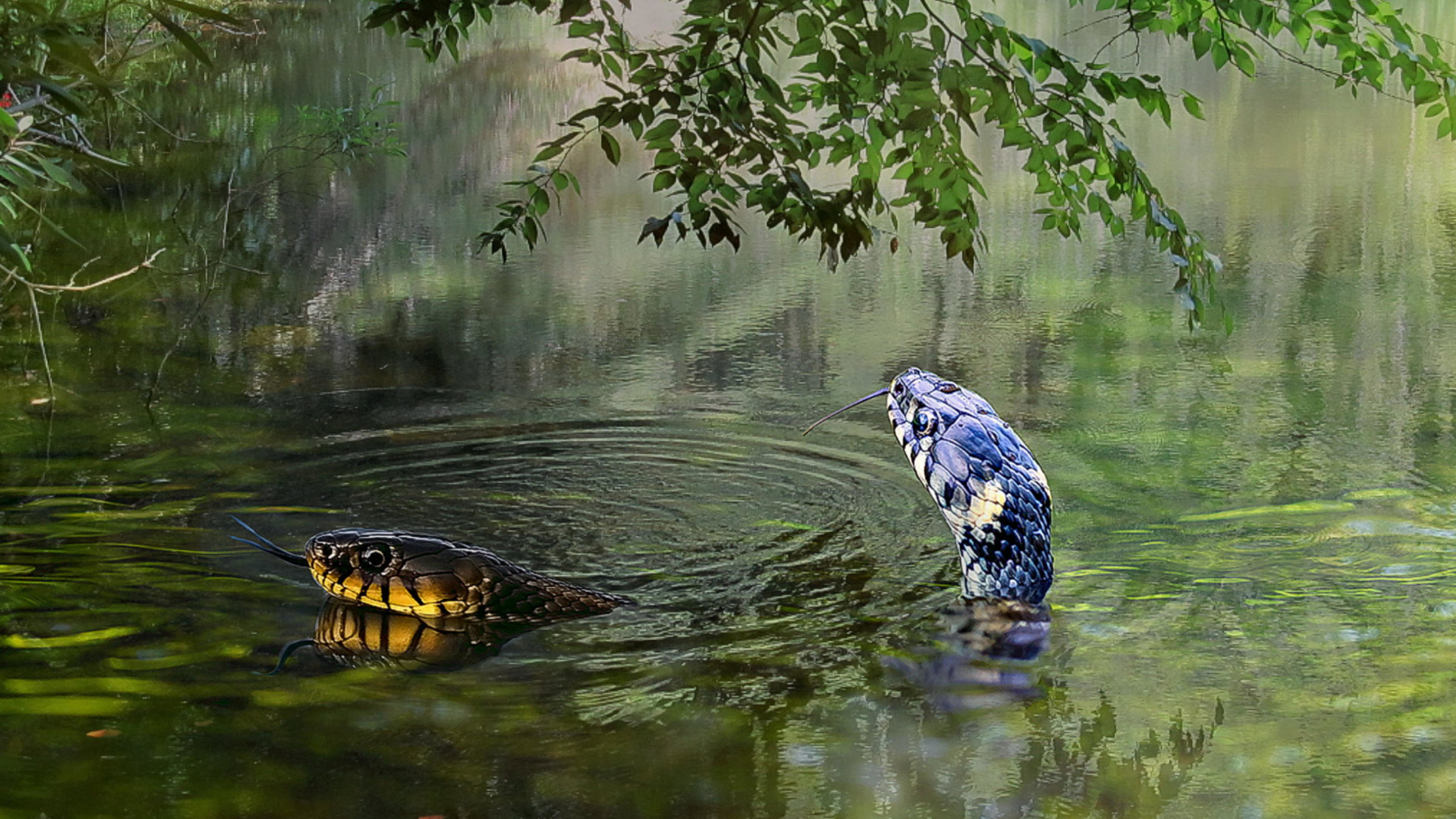 вода, змеи