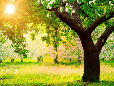 яблоневый сад, солнце, деревья