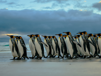 пингвины, стая