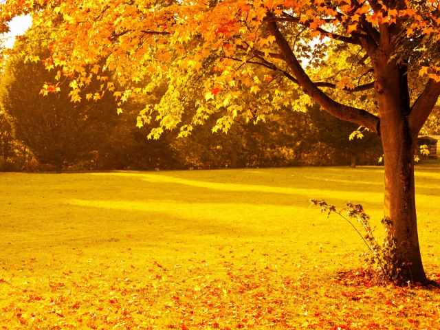 осень, дерево, поляна