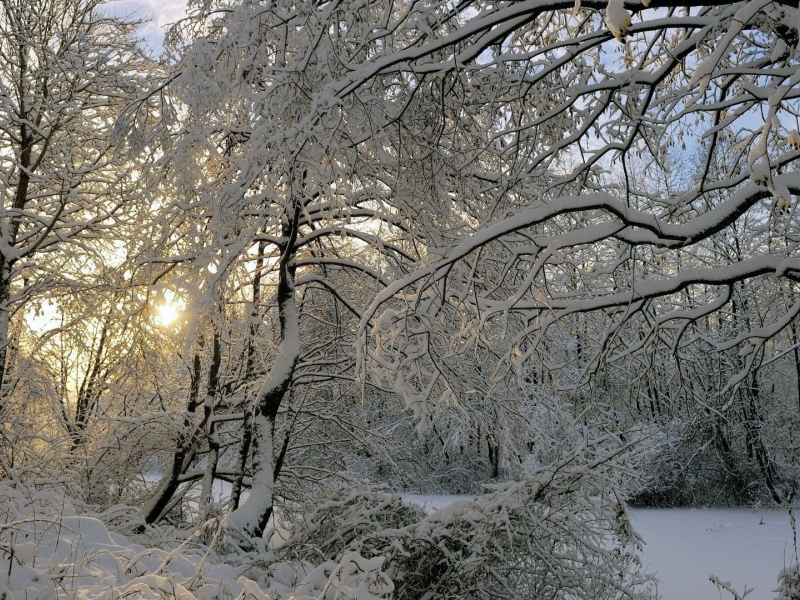 лес, деревья