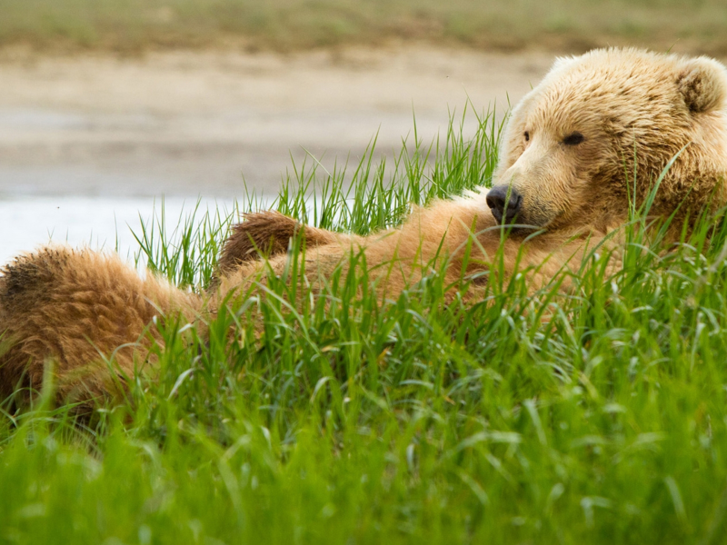 медведь, трава