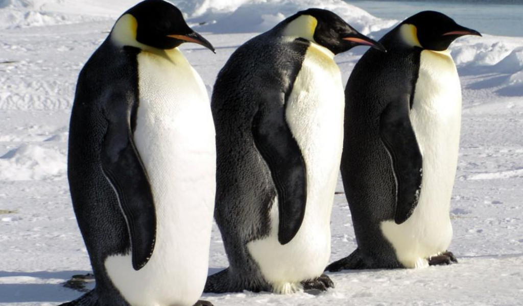пингвины, стая, снег