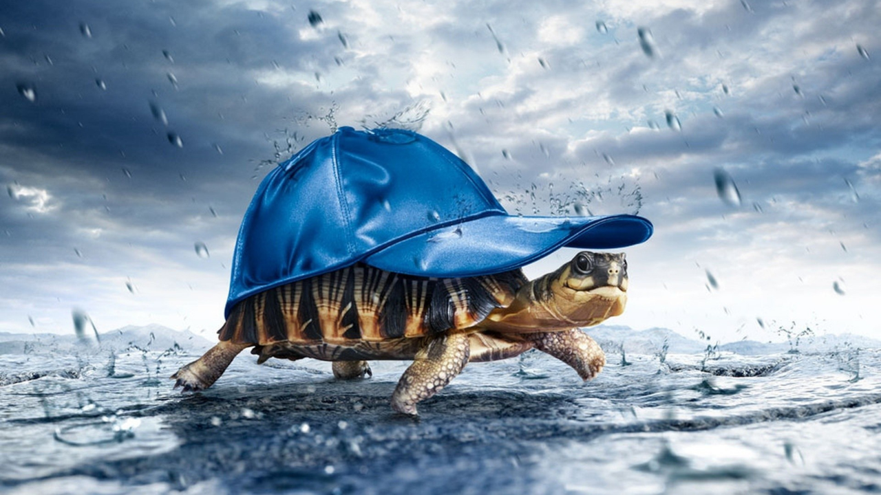 дождь, черепаха, кепка