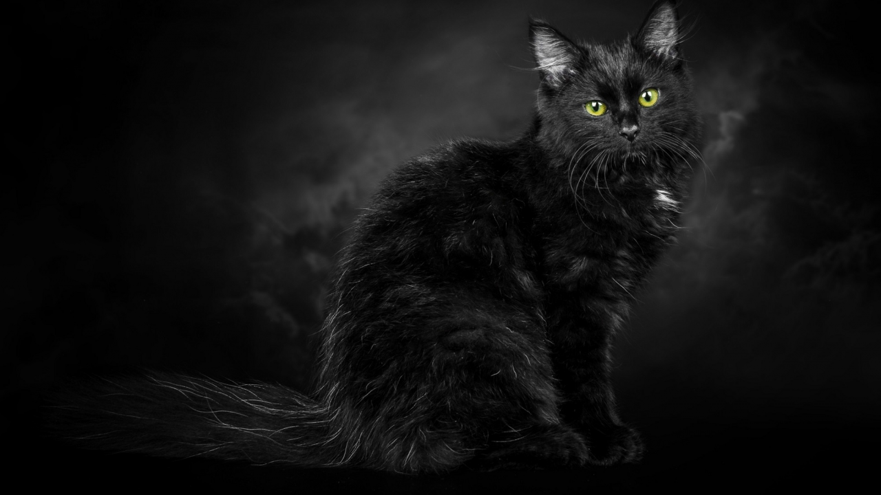 кот, чёрный