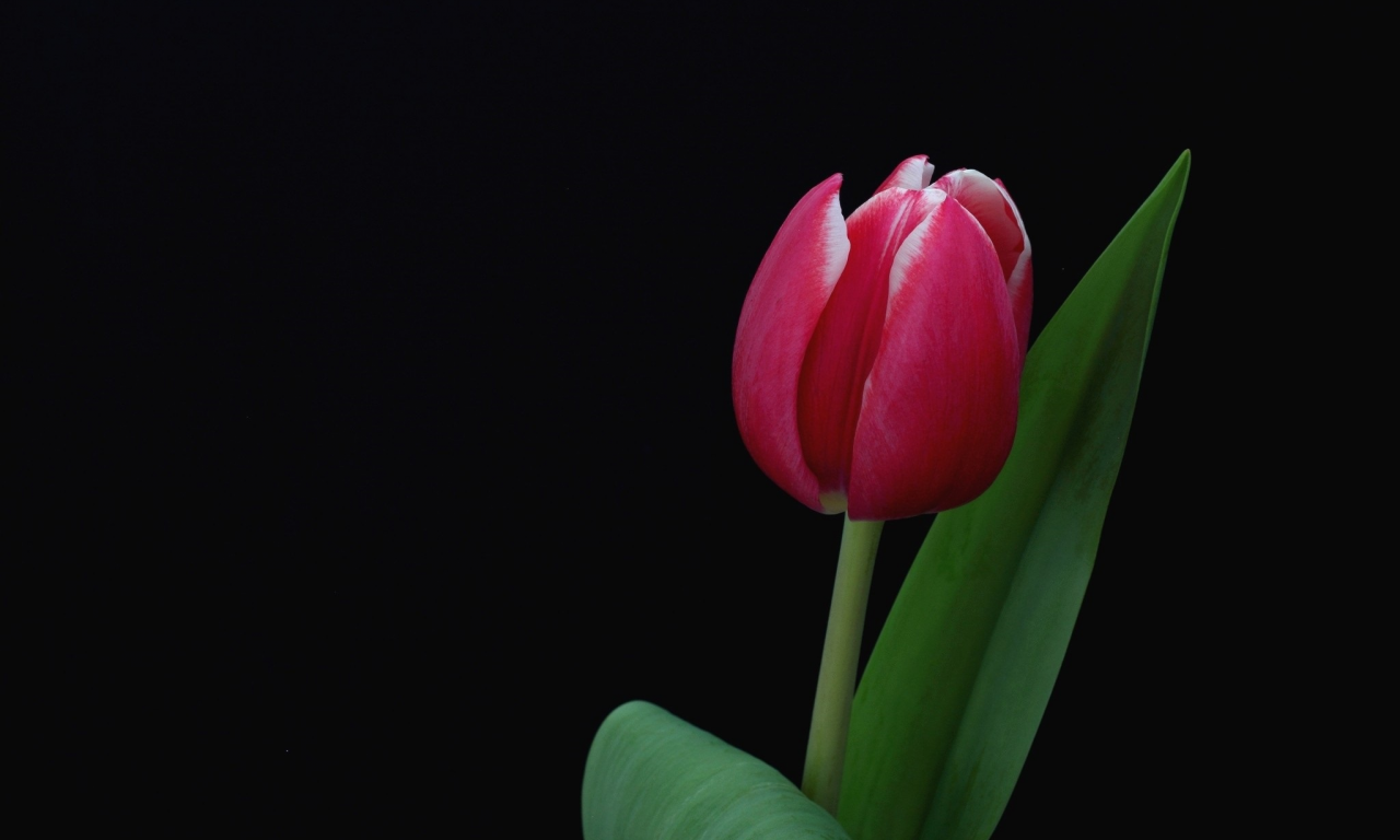 тюльпан, чёрный фон