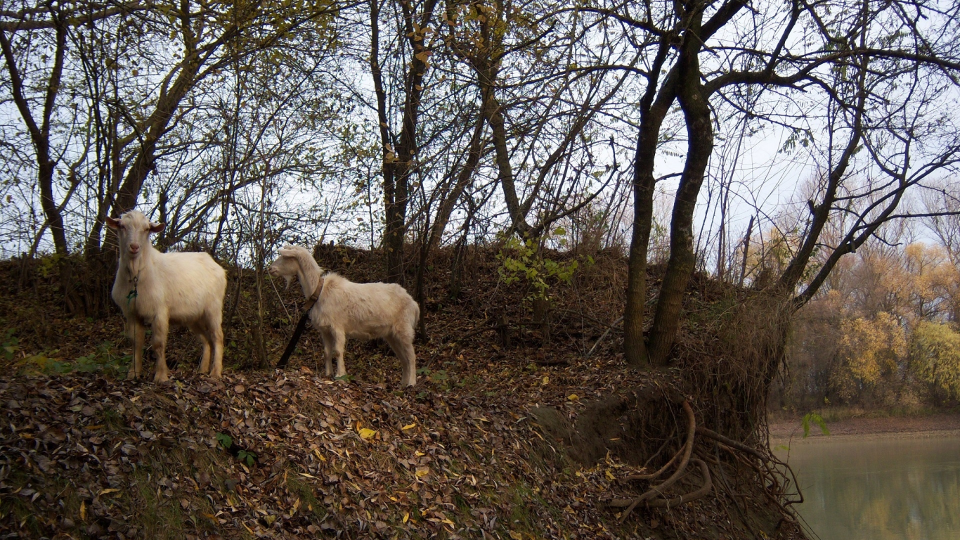 лес, козы, by mamala